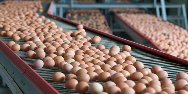 Eggs on a poultry factory